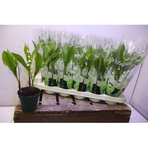 arr8 Convallaria Majalis