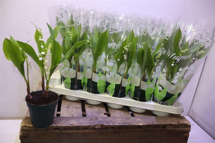 <h4>arr8 Convallaria Majalis</h4>