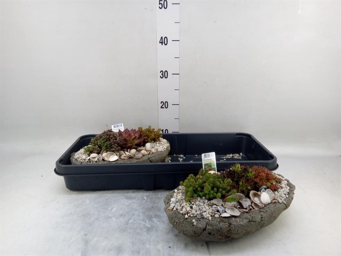 <h4>Arr.   Tuinplanten L%</h4>