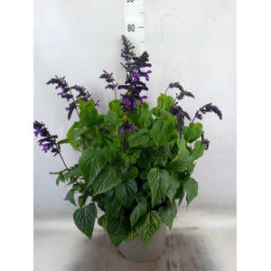 Salvia  'Purple and Bloom'