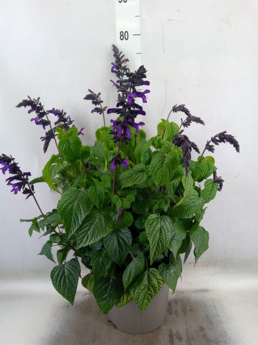 <h4>Salvia  'Purple and Bloom'</h4>