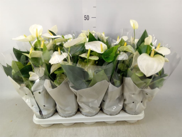 <h4>Anthurium andr. 'Cocos'</h4>