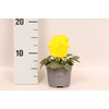 Viola wittrockiana sixpack F1 Yellow