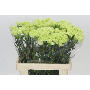 Dianthus St Lady Moe