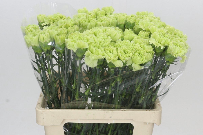 <h4>Dianthus St Lady Moe</h4>