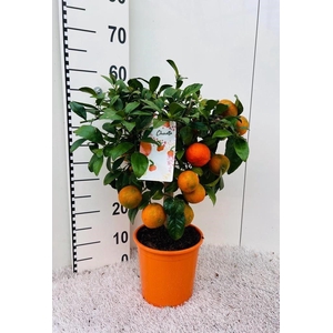 Citrus limetta Rossa-Lime bush/stem