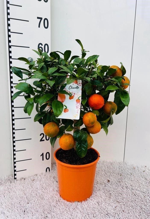 <h4>Citrus limetta Rossa-Lime bush/stem</h4>