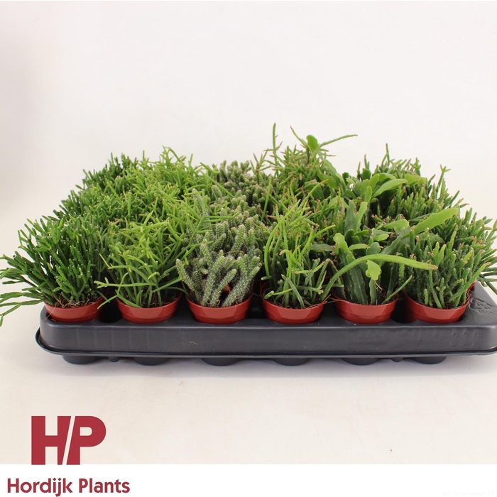 <h4>Rhipsalis 'Mix' 5,5cm</h4>