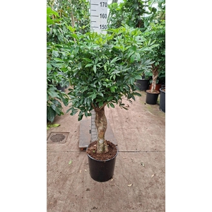 Schefflera Compacta