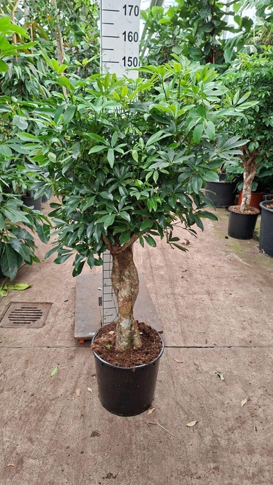 <h4>Schefflera Compacta</h4>
