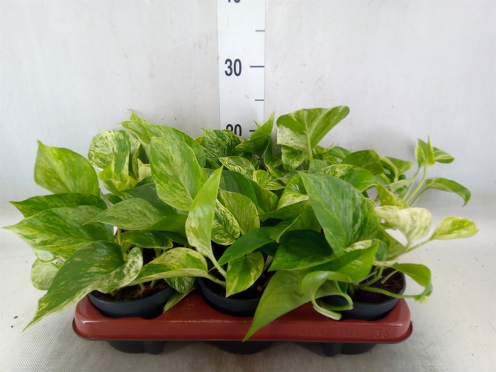 <h4>Epipremnum pinn. 'Marble Queen'</h4>