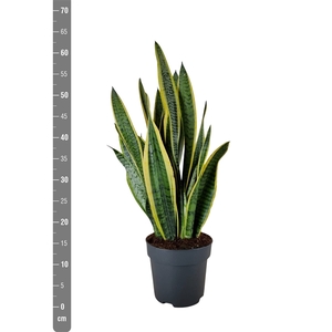 Sansevieria Trifasciata Laurentii