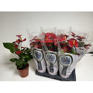 ANTHU A JAMBO RED 60 cm 5 Bloem