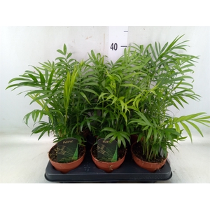 Chamaedorea elegans