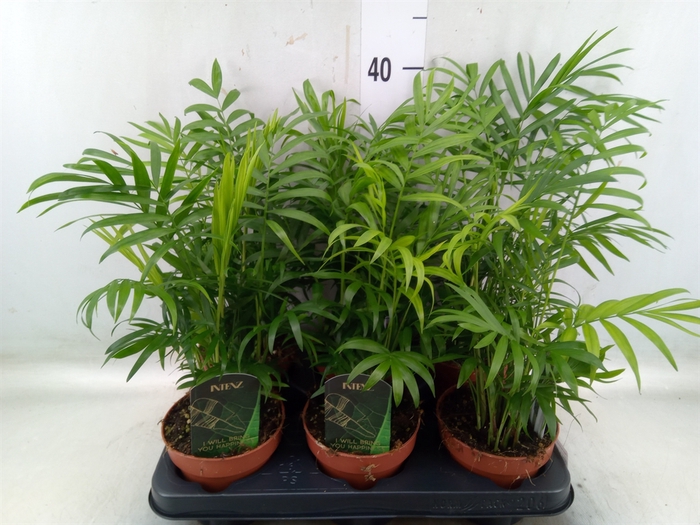 <h4>Chamaedorea elegans</h4>
