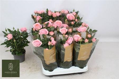 <h4>Ro Adele Kord Gr</h4>