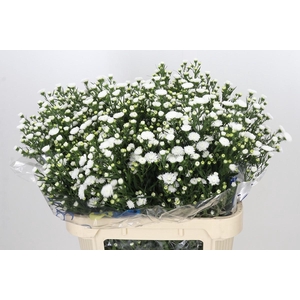 Aster Pretty Wendy