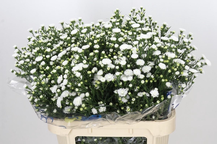 <h4>Aster Pretty Wendy</h4>