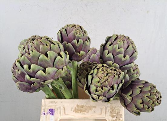 <h4>Cynara Green Globe 45/35cm</h4>