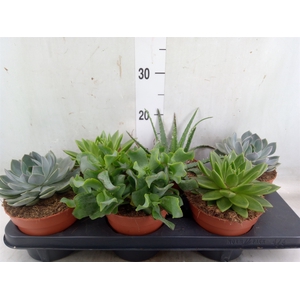 Succulents   ...mix 4