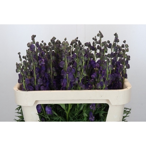 Aconitum Napellus