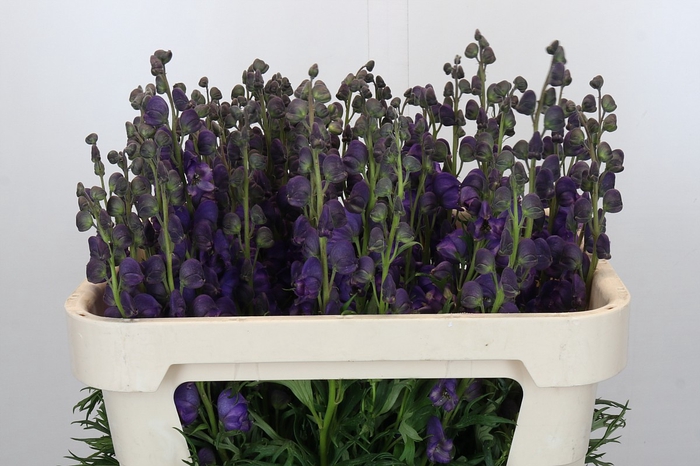 <h4>Aconitum Napellus</h4>