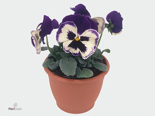 Viola wr. 'Alpha Purple White'