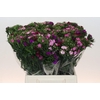Dianthus Br Mix