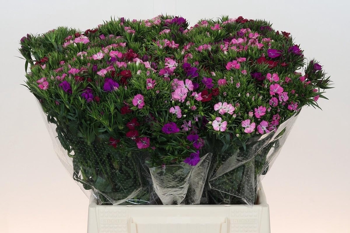 Dianthus Br Mix