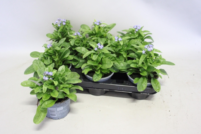 <h4>Myosotis Blue</h4>