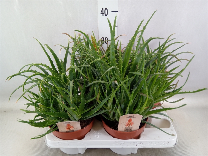 <h4>Aloe arborescens</h4>