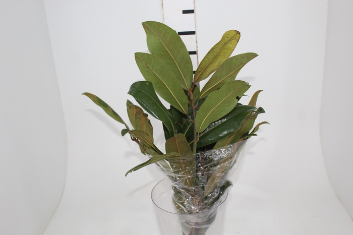 <h4>FOLHAGEM MAGNOLIA</h4>