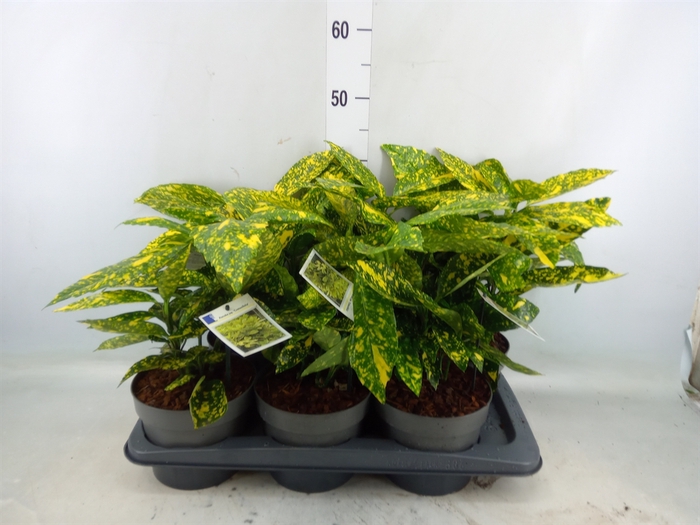 <h4>Aucuba japonica 'Crotonifolia'</h4>