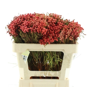 Kaaps Lanuginosa Klb Red