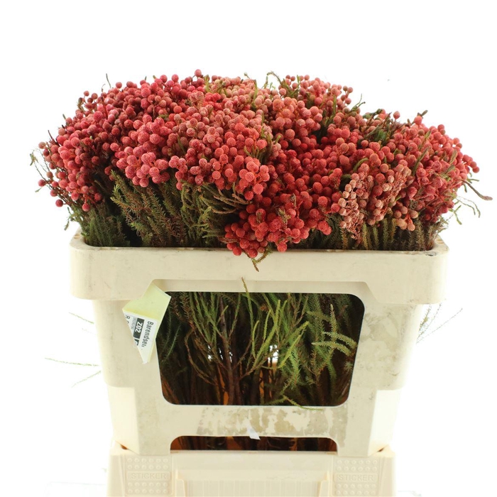 <h4>Kaaps Lanuginosa Klb Red</h4>