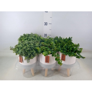 Arr.   Kamerplant Groen L%