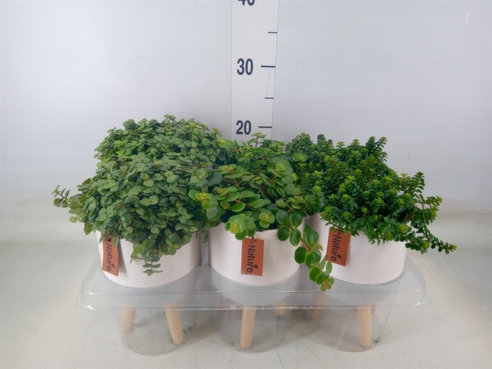 <h4>Arr.   Kamerplant Groen L%</h4>