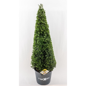 Ilex crenata 'Dark Green' cone 80-90cm