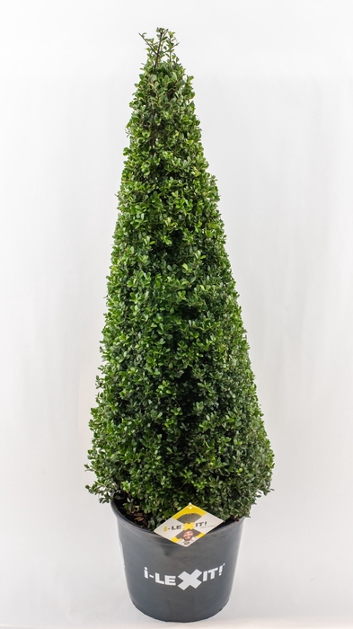 <h4>Ilex crenata 'Dark Green' cone 80-90cm</h4>