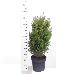 Buxus sempervirens 60-80cm struik