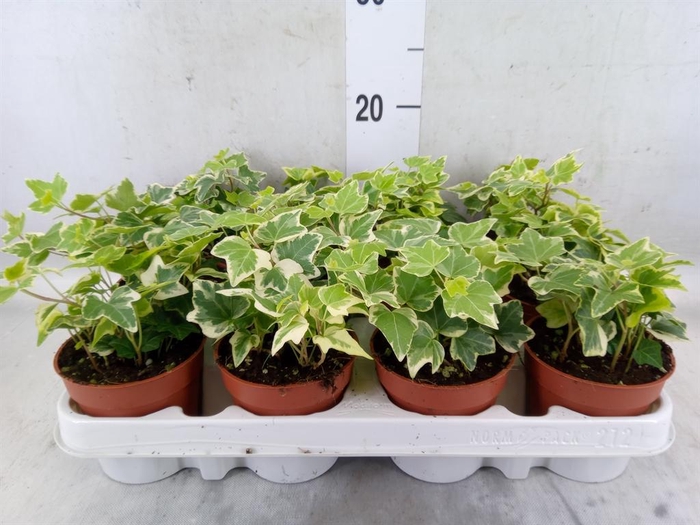 <h4>Hedera helix 'Eva'</h4>