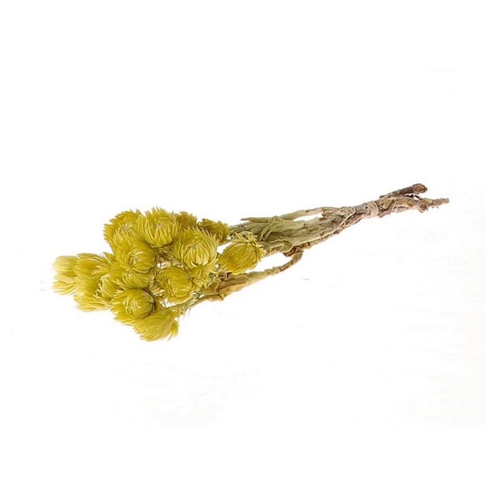 <h4>Dried flowers Cape flowers  30-40 20g</h4>