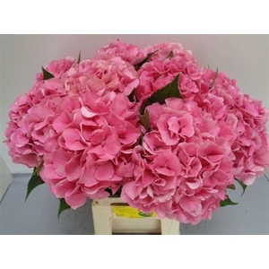 Hydr M Royal Love