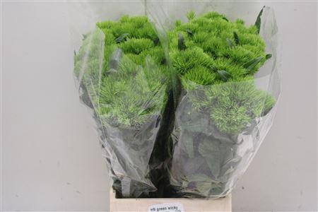 <h4>Di Barb Green Wicky</h4>