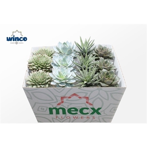 Succulenten Mix (mecx Flowers)