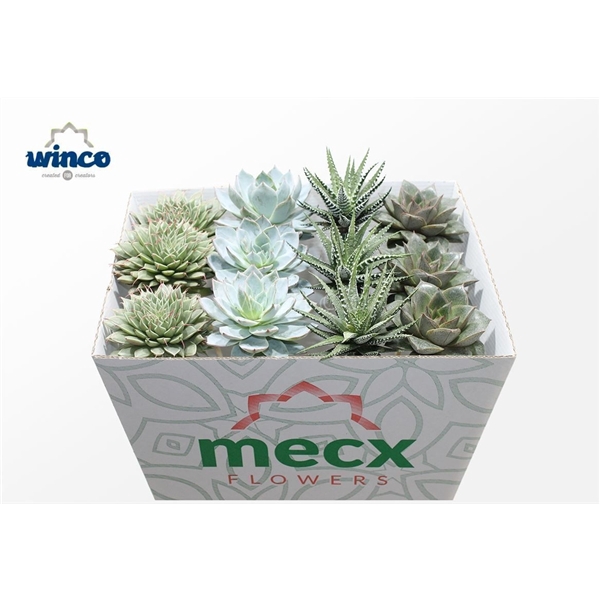 <h4>Succulenten Mix (mecx Flowers)</h4>