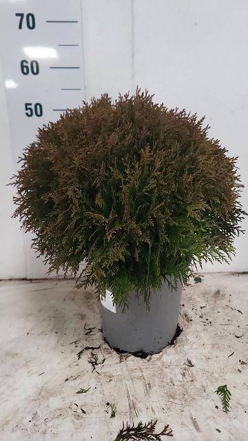 <h4>THUJA O DANICA</h4>