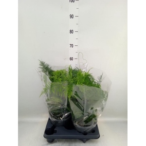 Asparagus setaceus