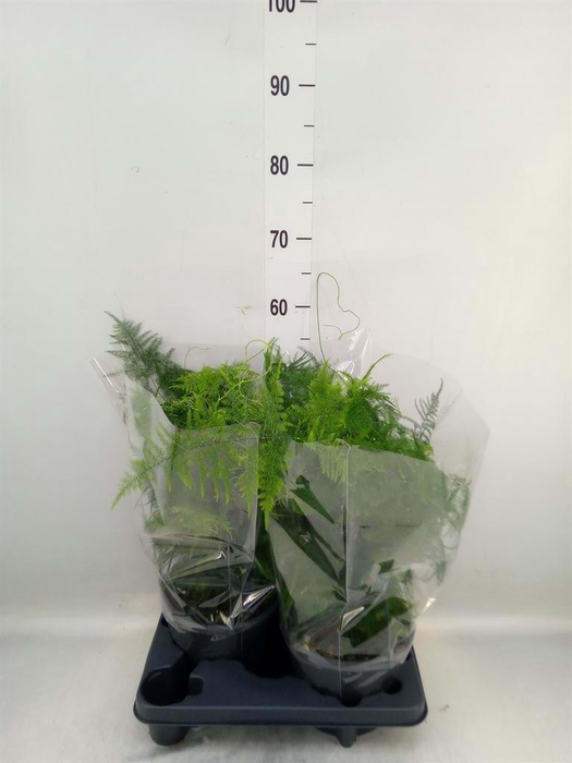 <h4>Asparagus setaceus</h4>