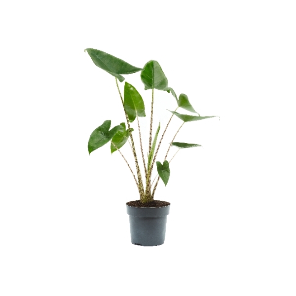 <h4>Alocasia Zebrina</h4>